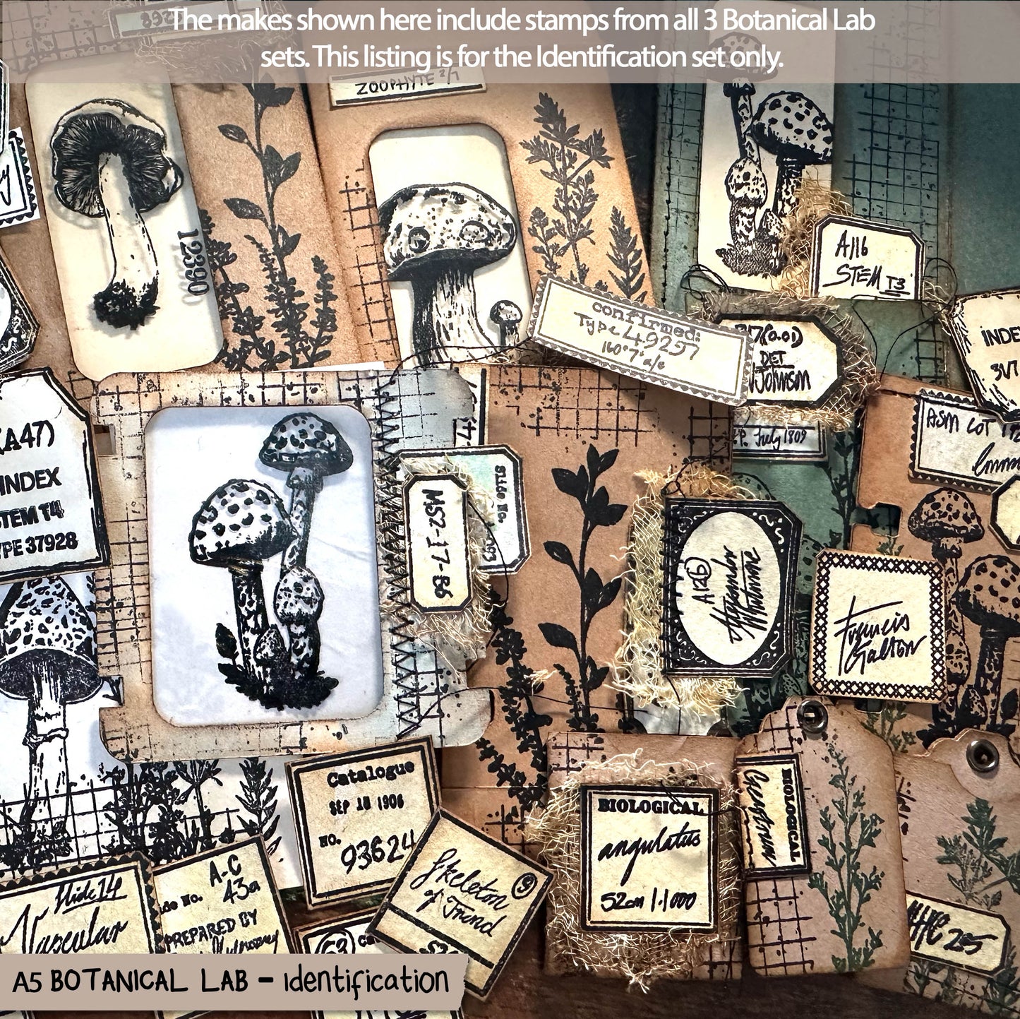 Botanical Lab – Identification Set - Victorian Handwritten, Botanical Scientific Labels, Clear Stamp Set (6x8) (£19.20 inc VAT)TFC 2511