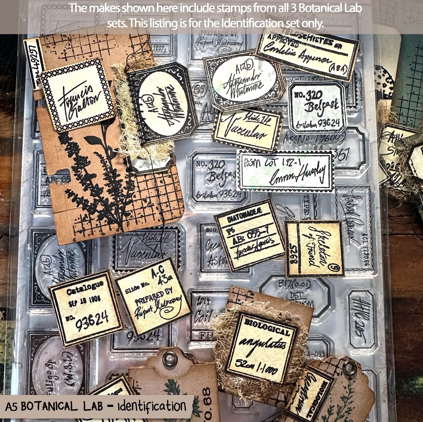 Botanical Lab – Identification Set - Victorian Handwritten, Botanical Scientific Labels, Clear Stamp Set (6x8) (£19.20 inc VAT)TFC 2511