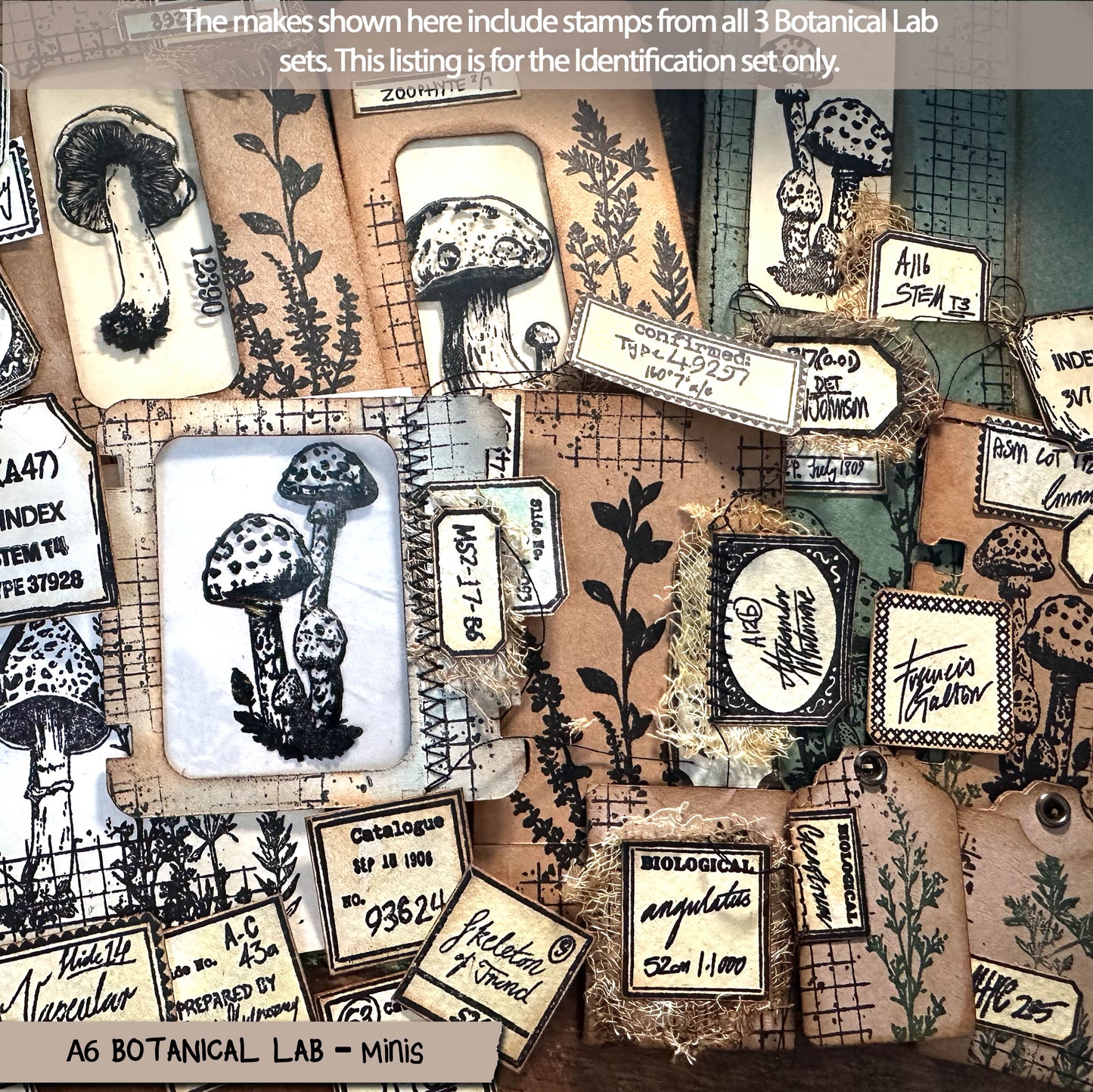 Botanical Lab – Minis – Texture Stamp, Ferns, Labels and Numbers Clear Stamps (4X6) (£11.98 inc VAT)TFC 2513
